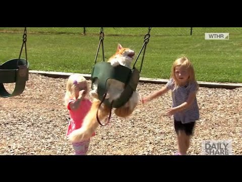 Cats Swinging