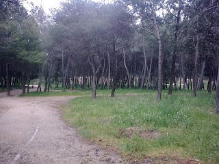 Parque del Pinar de Barajas