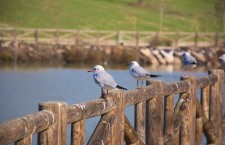 Parque de Las Presillas de Alcorcón