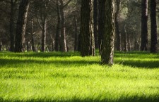 Parque de Las Presillas de Alcorcón