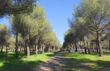 Parque de Las Presillas de Alcorcón